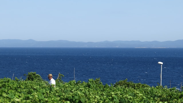 A scenic view of a vineyard with a person in a white shirt and hat standing among the lush green vines. In the background, a vast blue sea stretches toward a distant range of hills under a clear blue sky. Also visible is a single pole-like structure on the right side.