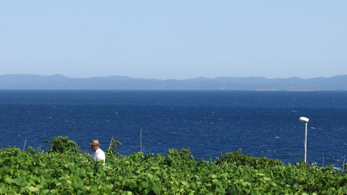 A scenic view of a vineyard with a person in a white shirt and hat standing among the lush green vines. In the background, a vast blue sea stretches toward a distant range of hills under a clear blue sky. Also visible is a single pole-like structure on the right side.