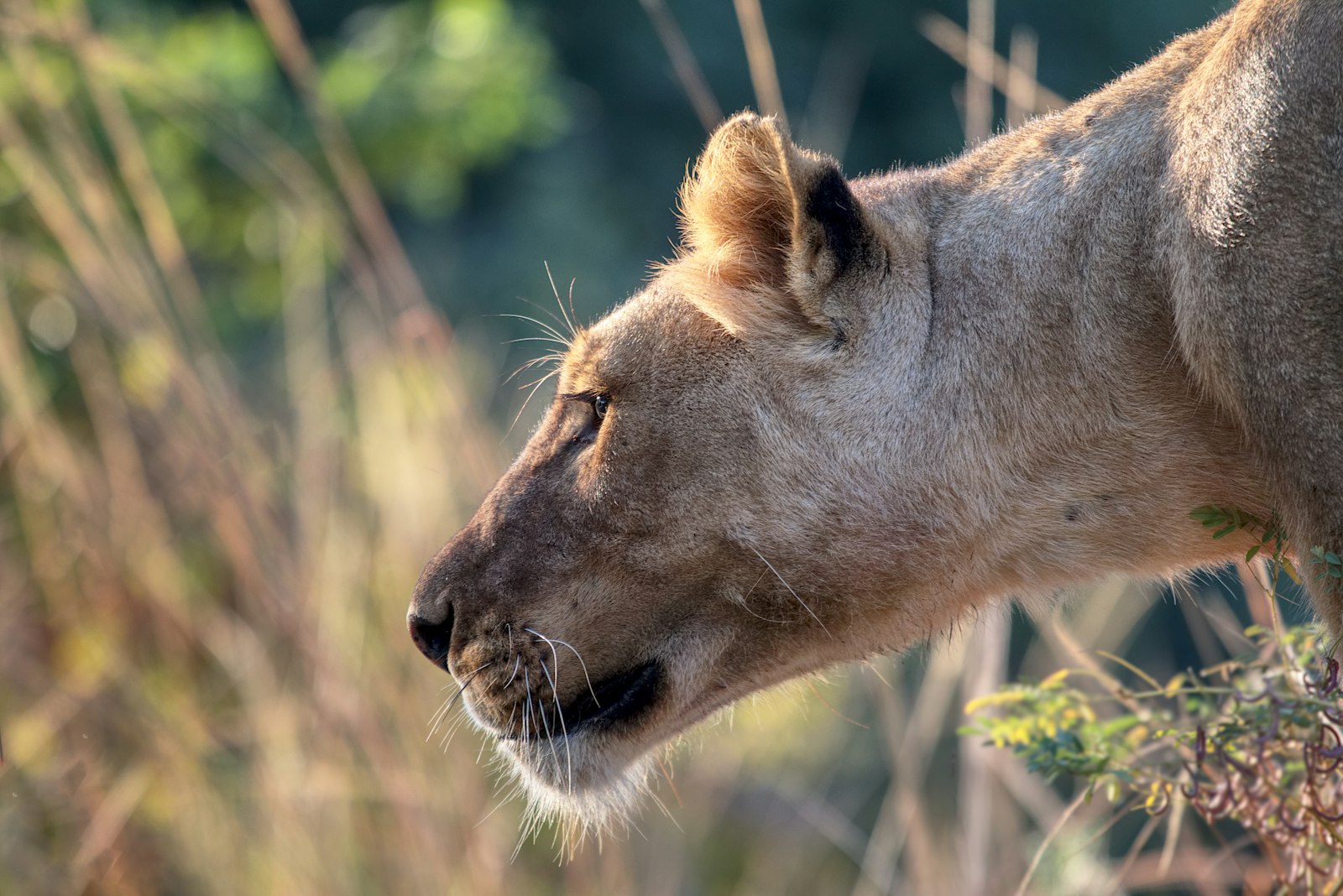 Canon EF 70-200mm F4L USM sample photo. Selective photography of lioness photography