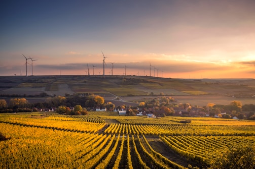 A picturesque landscape featuring a vineyard with neatly aligned rows of grapevines extending towards the horizon. In the background, a series of wind turbines dot the hills beneath a sky painted with warm hues from the setting sun. A small village nestles in the middle ground surrounded by lush greenery, underlining the harmony between human habitation and nature.