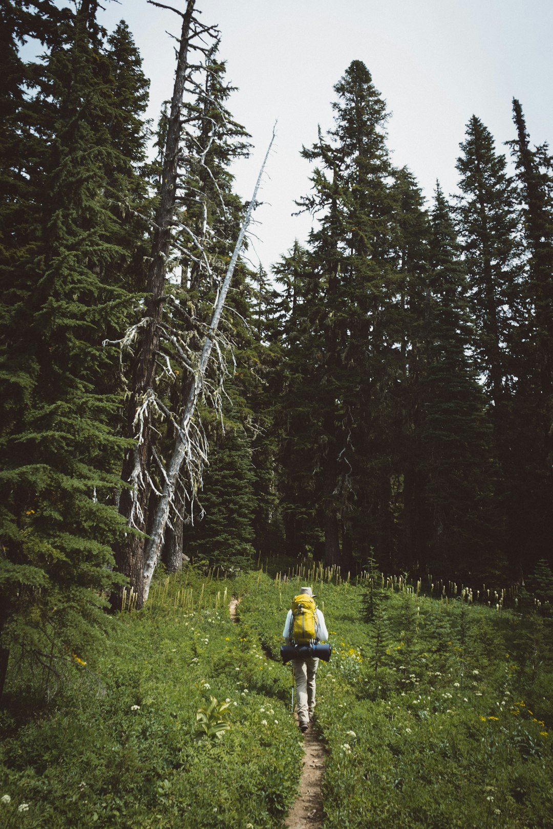 Forest photo spot Goat Rocks Mount Rainier National Park