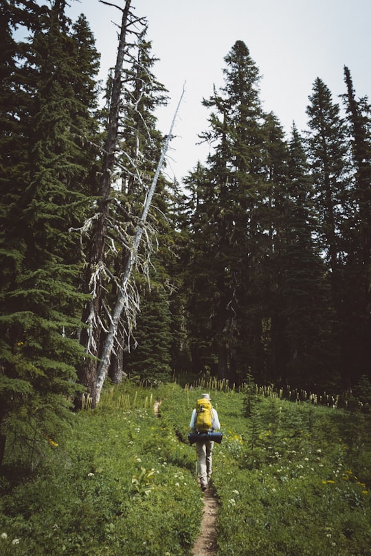 person with yellow hiking backpack walking in between grass with pine trees ahead during daytime in Goat Rocks United States