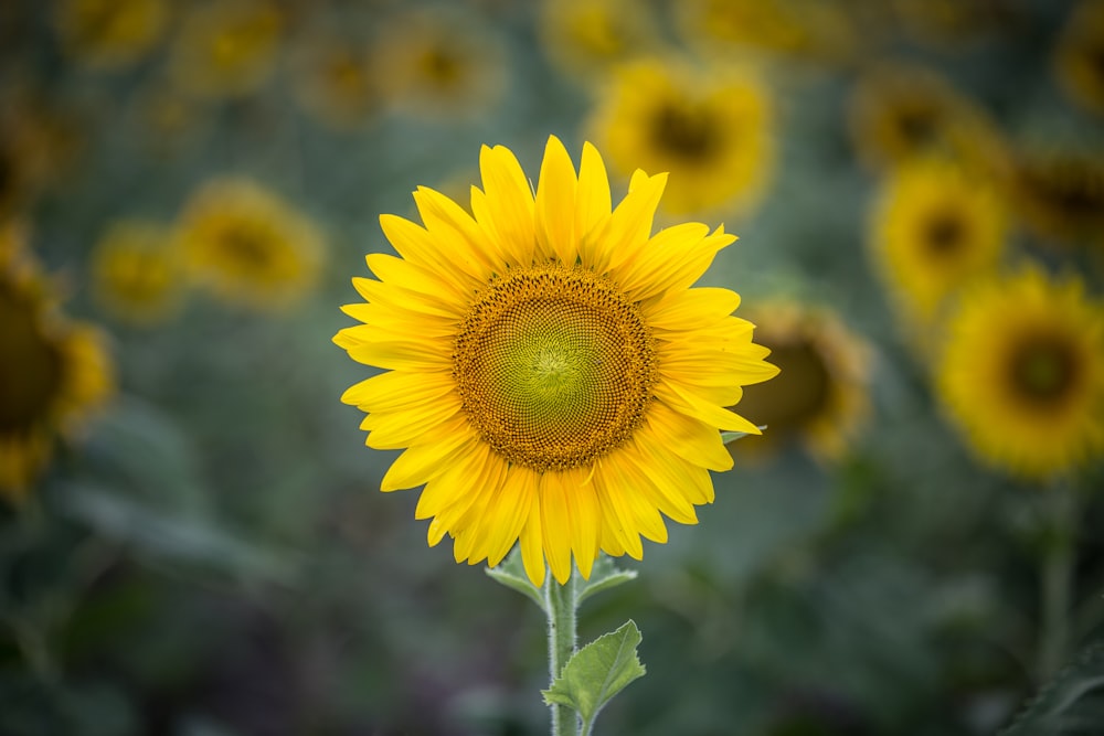 shallow focus photo of sunflower