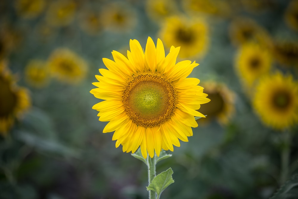 Foto der Sonnenblume mit flachem Fokus