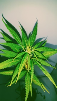 A close-up of a cannabis plant with vibrant green leaves radiating from the center. The leaves have serrated edges and are arranged in a symmetrical pattern. The background is a soft, muted gray, accentuating the bright green of the plant.