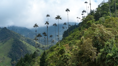 A lush, green hillside covered with tall, slender palm trees rises into the misty sky. The landscape features rolling hills and dense forest vegetation, creating a serene and natural ambiance.