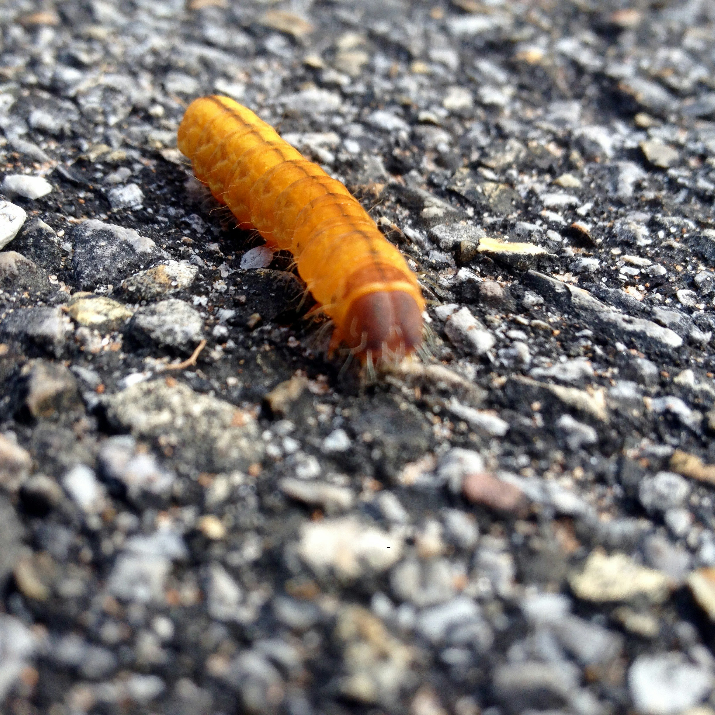 Free Unsplash photo from Sam Ladner