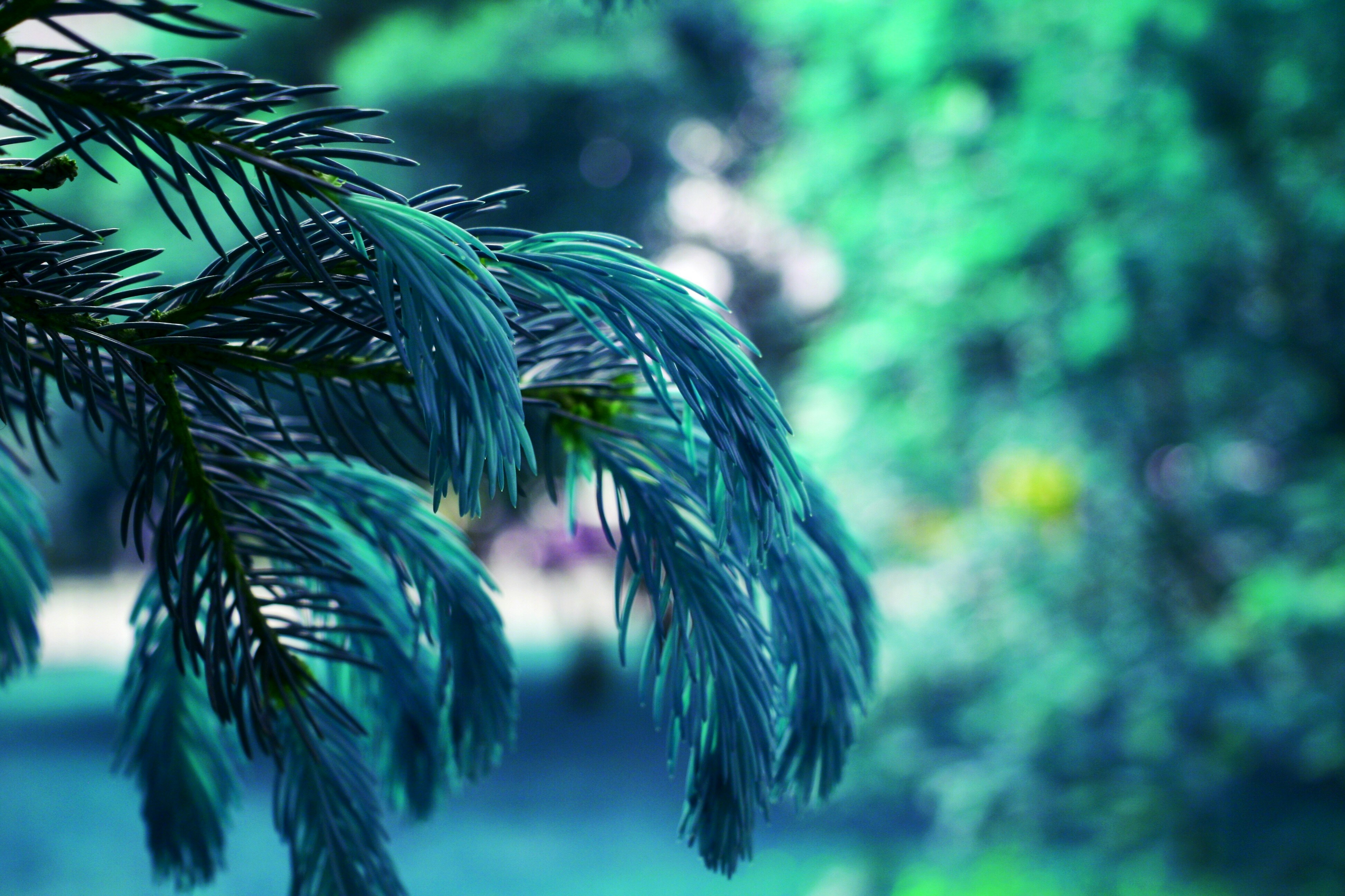 Free Unsplash photo from Dmitriy Shimanov