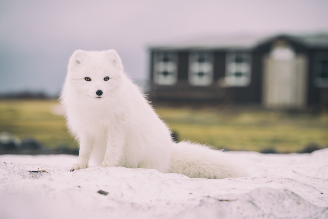 arctic wolf