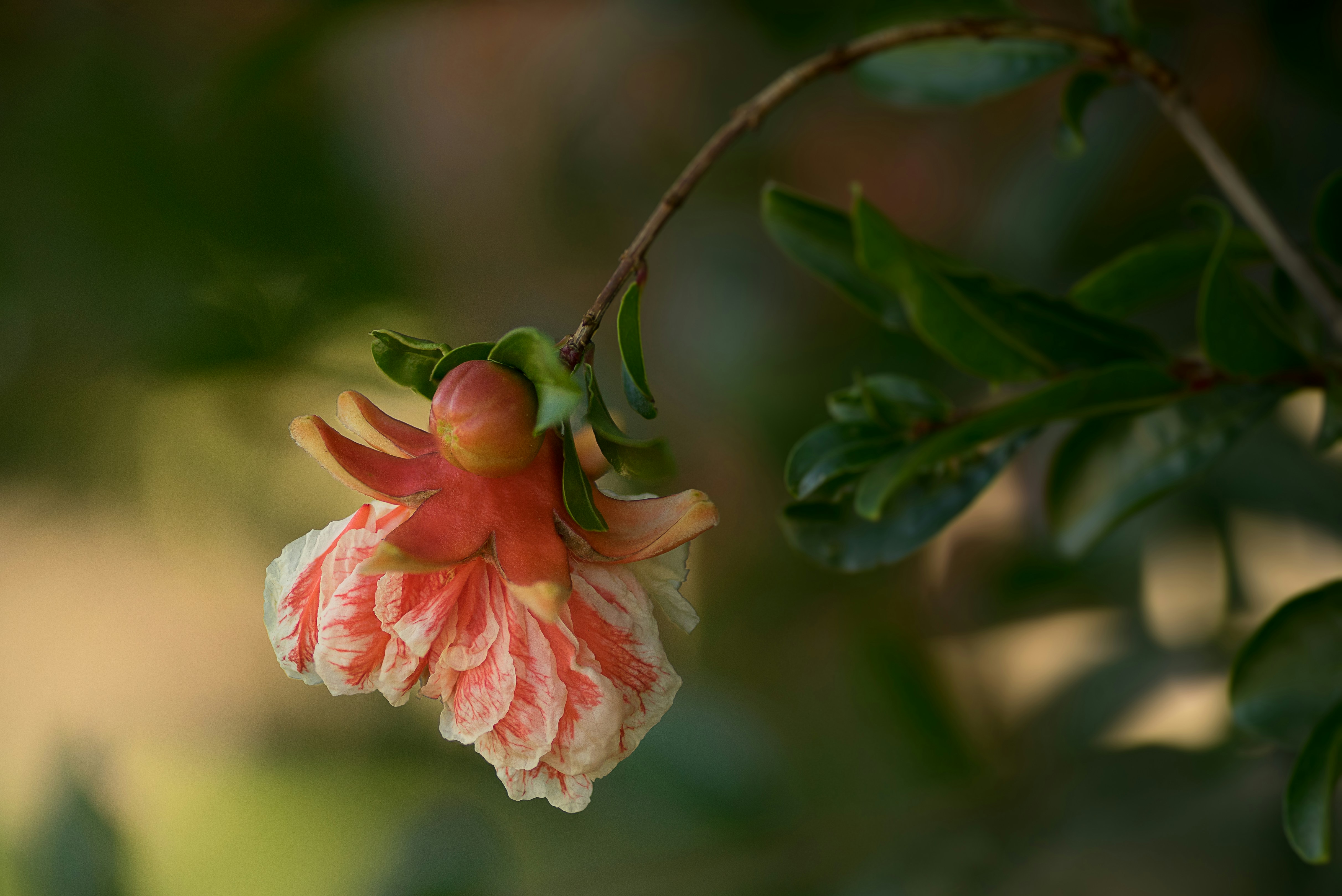 Dark blue bellflowers photo by Rodion Kutsaev ... - 750 x 501 jpeg 38kB