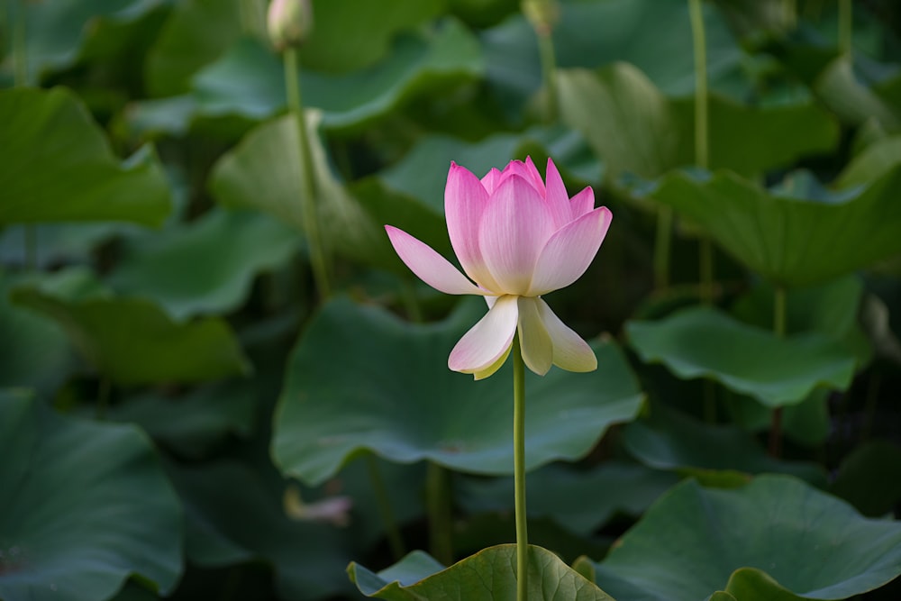 selective focus of pink petaled flower blooming