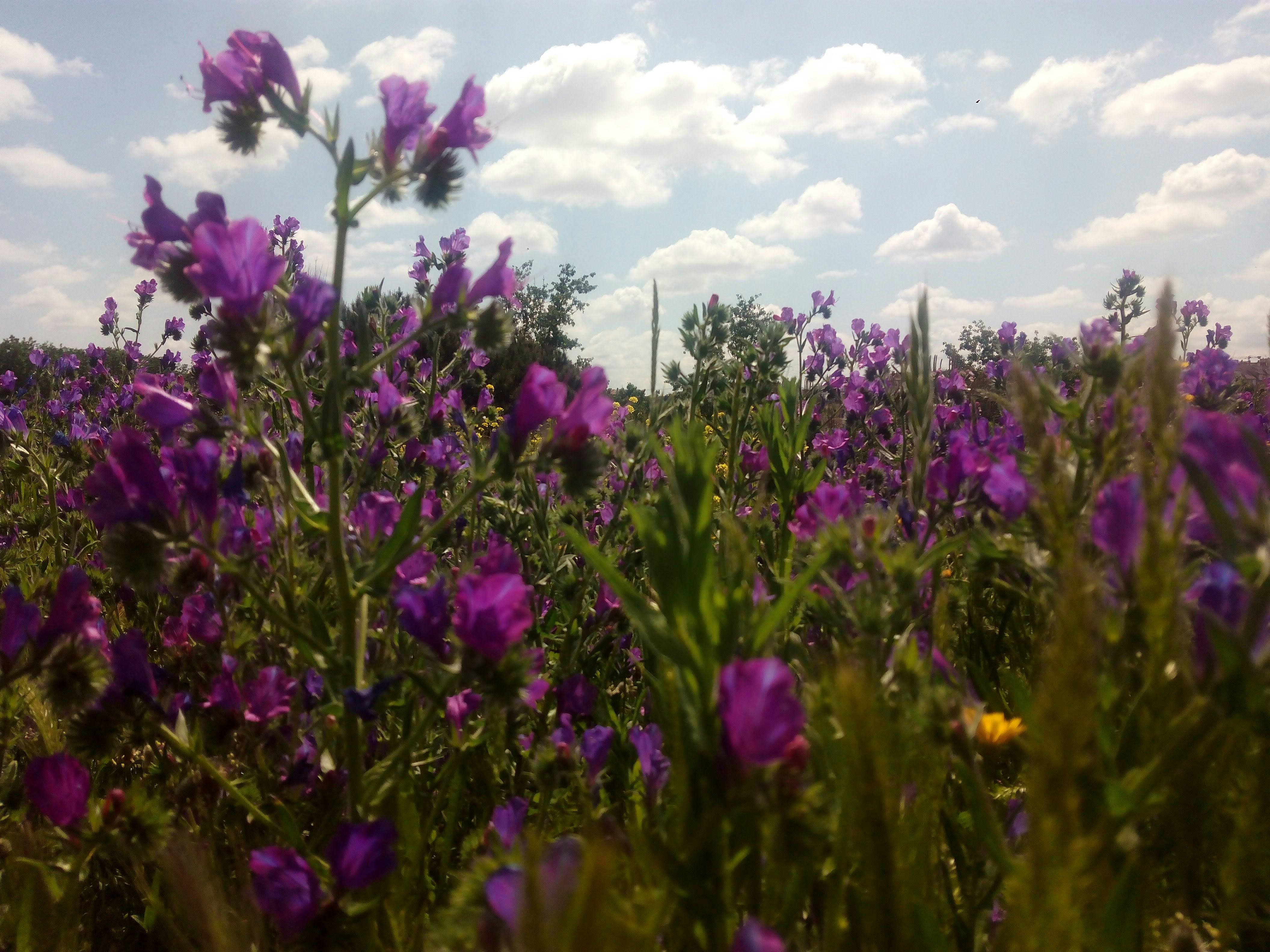 Free Unsplash photo from Lourdes del Río Pisonero