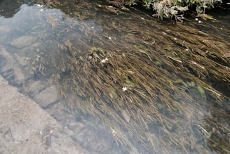 Clear, healthy lake water with visible native plants after restoration.