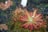 A close-up view of a vibrant sundew plant with reddish tendrils and dewdrop-like glands on a mossy ground. Surrounding it are small, thin stalks with brownish seed pods and a blurred background with hints of greenery and dark soil.