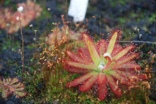 A close-up view of a vibrant sundew plant with reddish tendrils and dewdrop-like glands on a mossy ground. Surrounding it are small, thin stalks with brownish seed pods and a blurred background with hints of greenery and dark soil.