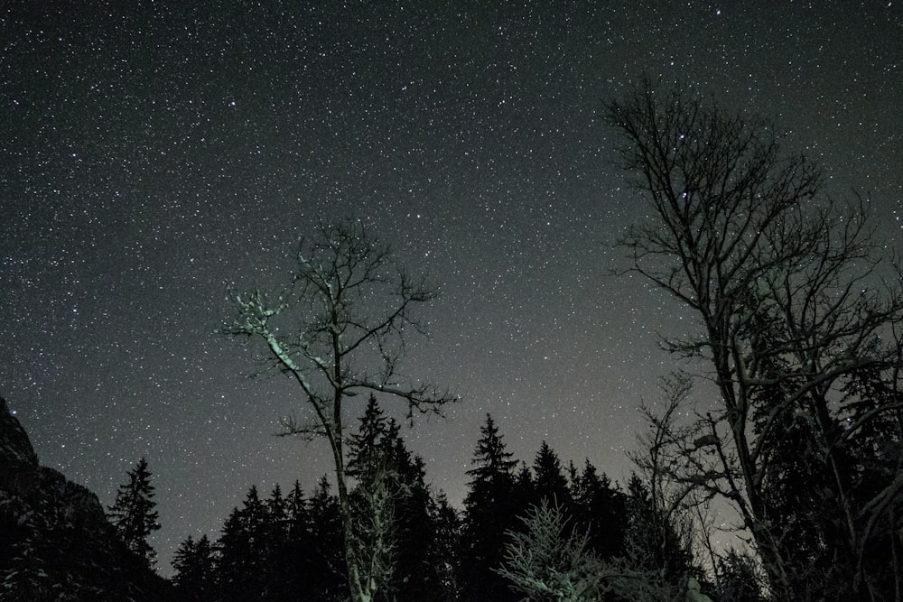 silhouette of trees at night time