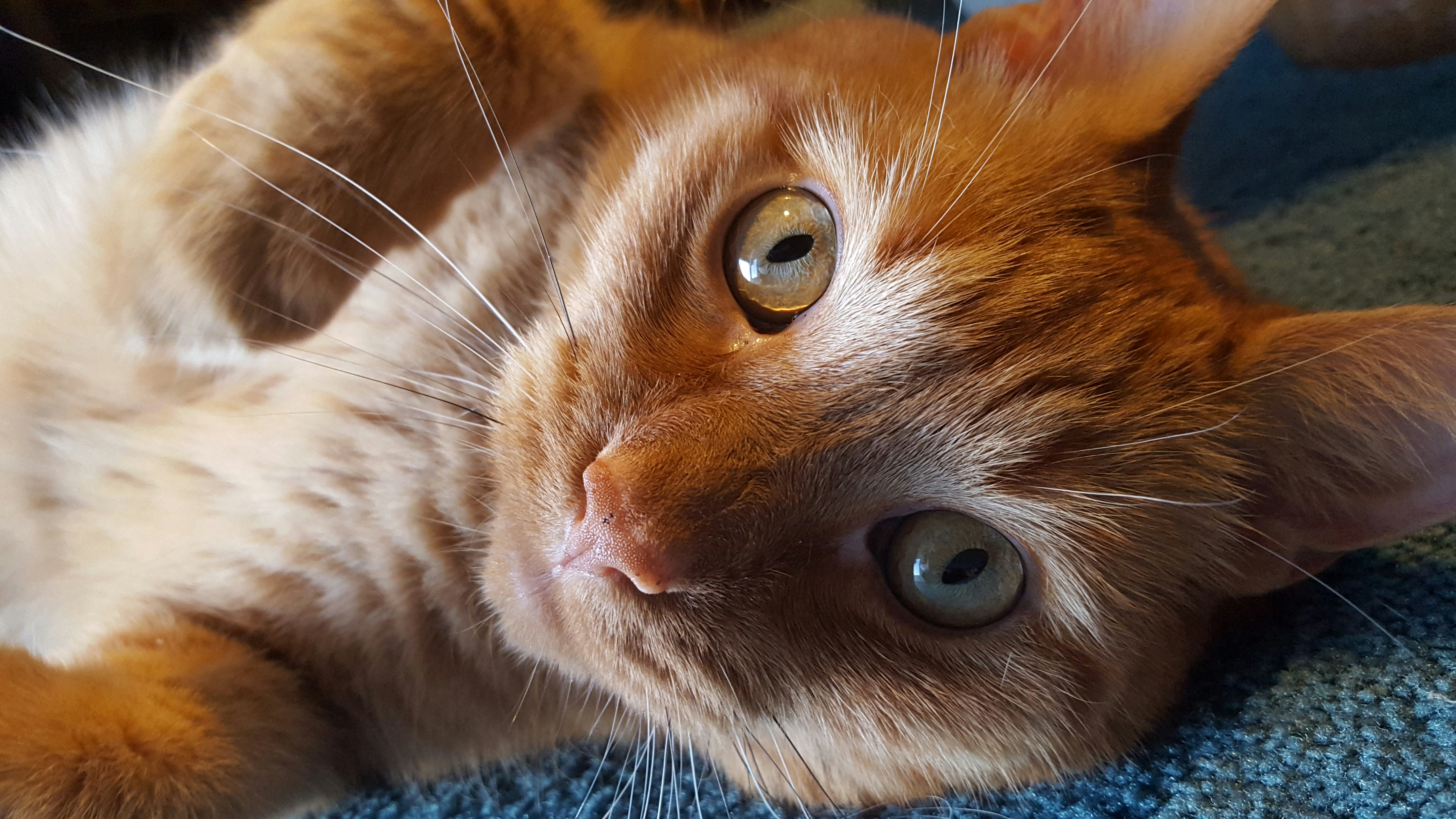 Free Unsplash photo from Corey Billet