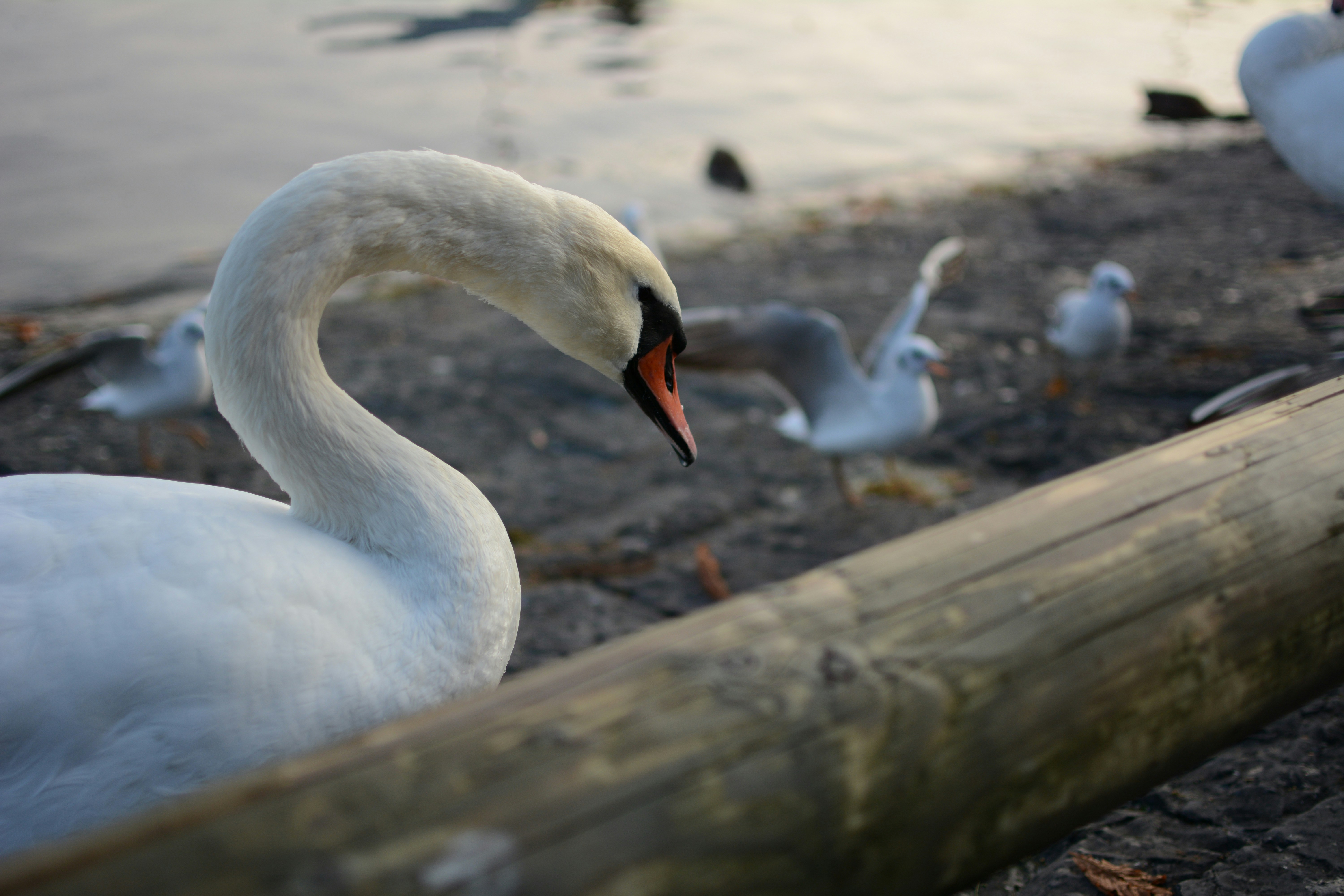 Free Unsplash photo from Anton Leonov