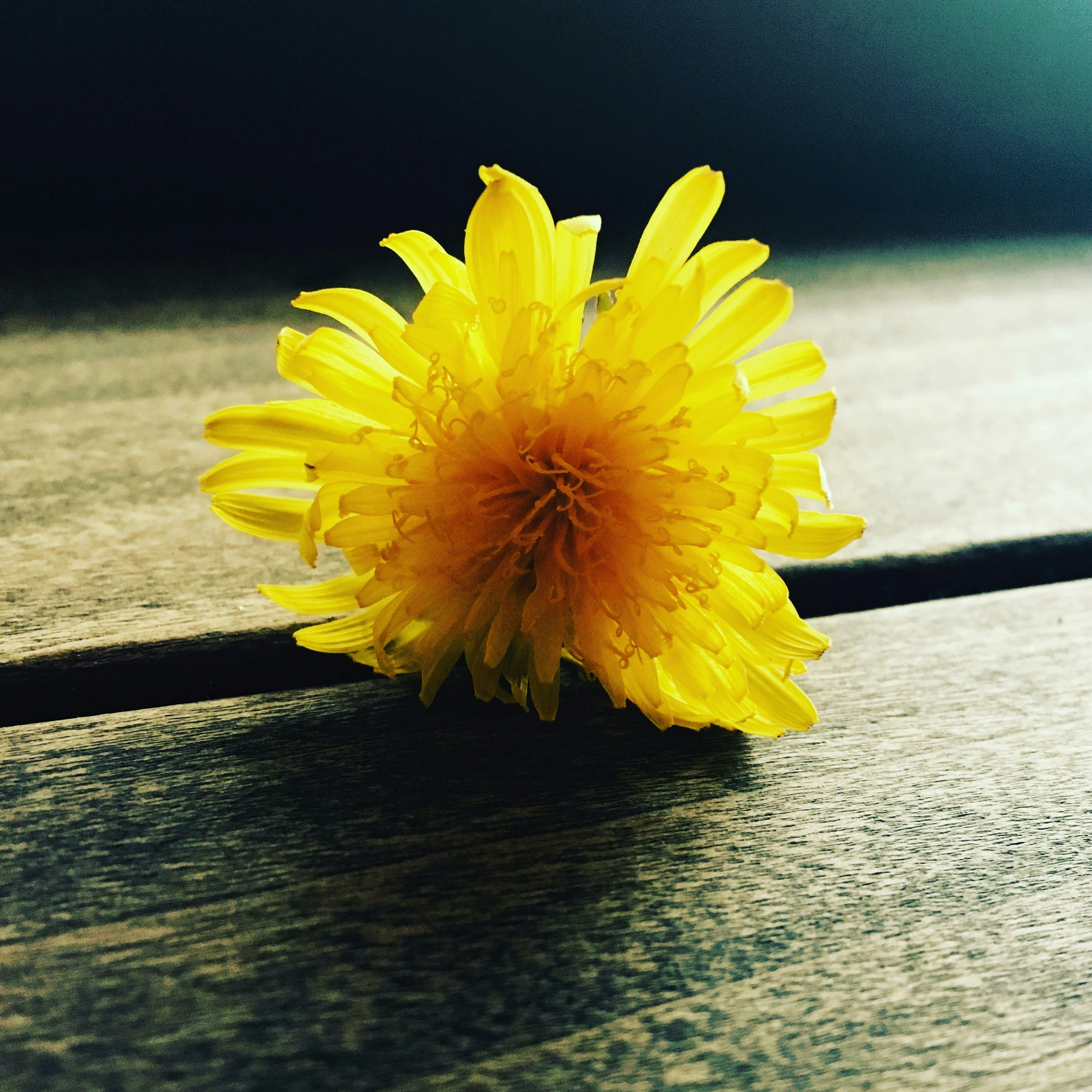 Free Unsplash photo from Rosalind  Wilson