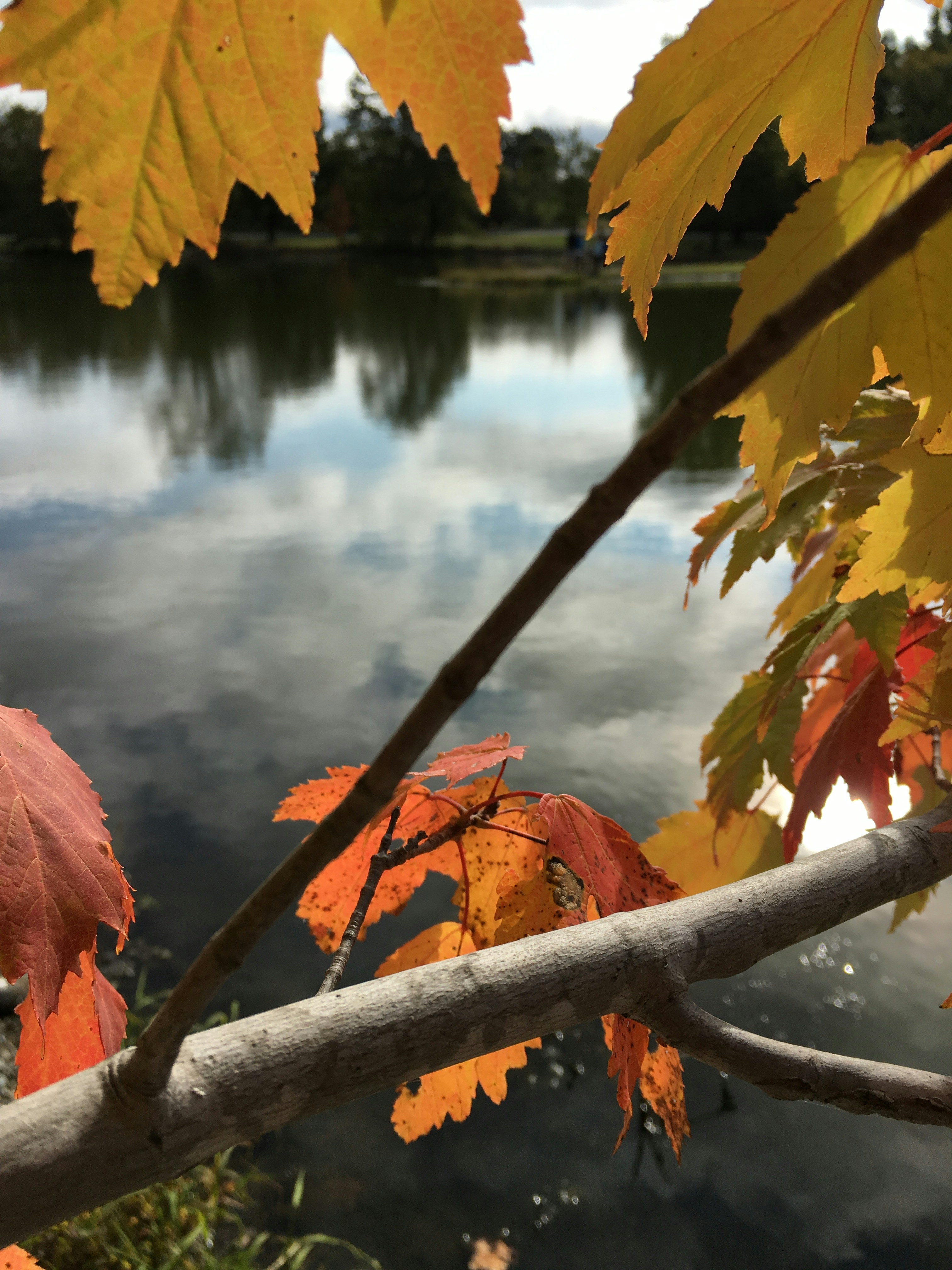 Free Unsplash photo from Rosalind  Wilson