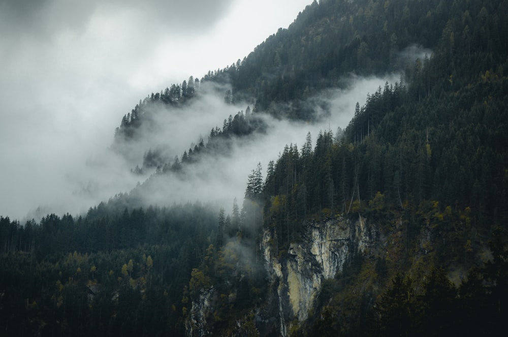 Niebla blanca en el bosque