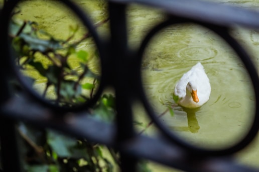 A duck with white feathers and an orange bill swims gently in a pond. The water is greenish and slightly murky, with visible ripples around the duck. The scene is framed by a black metal railing and partially obscured by green foliage in the foreground.