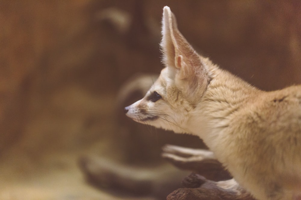 animal olhando para a sua esquerda