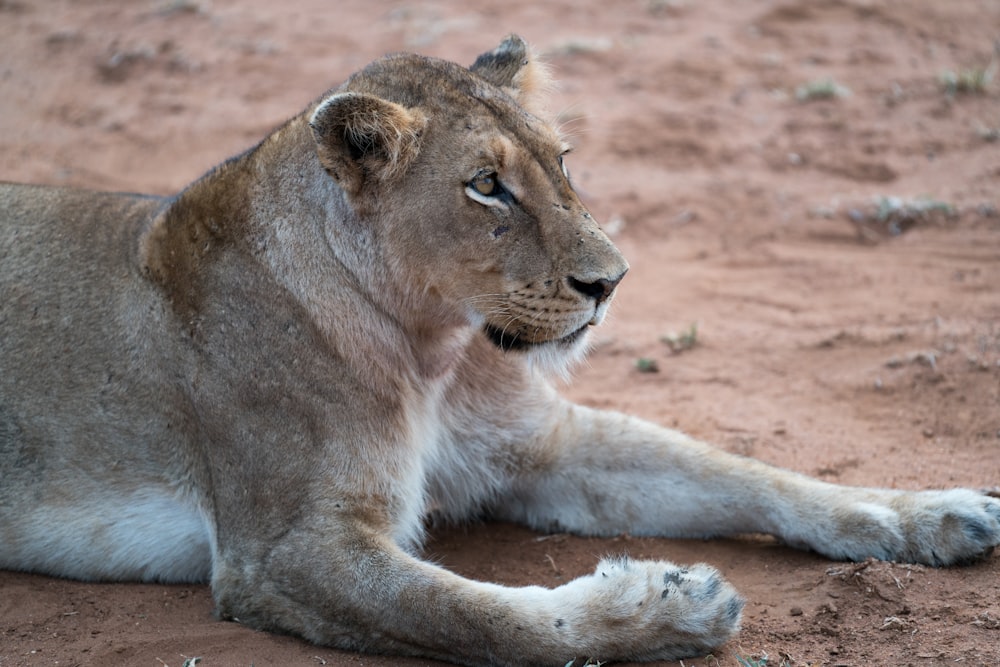 adult lioness lying on ground