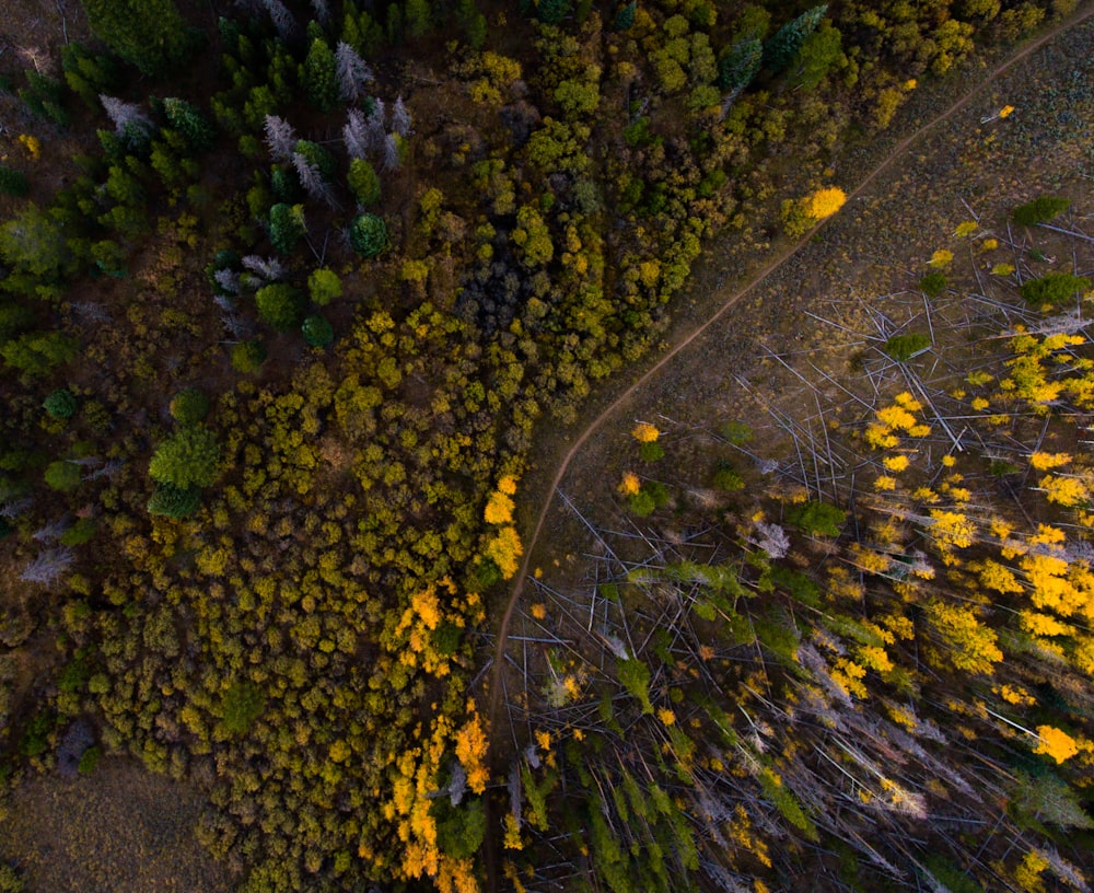 bird's eyeview of forest