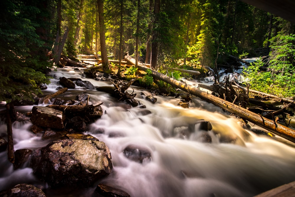 Photographie de forêt