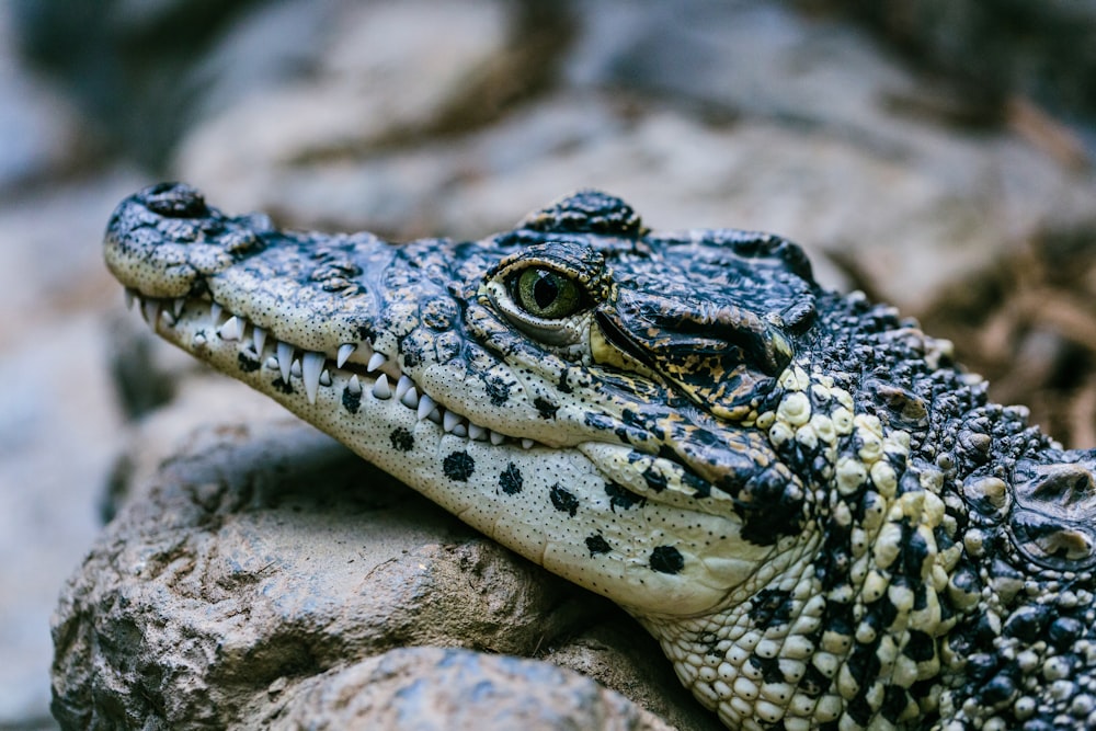 Selektive Fokusfotografie Schwarz-Weiß-Alligator