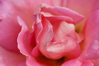 A close-up of delicate red rose petals softly scattered on a silky pink fabric.