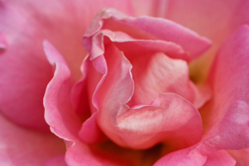 Rose Petals