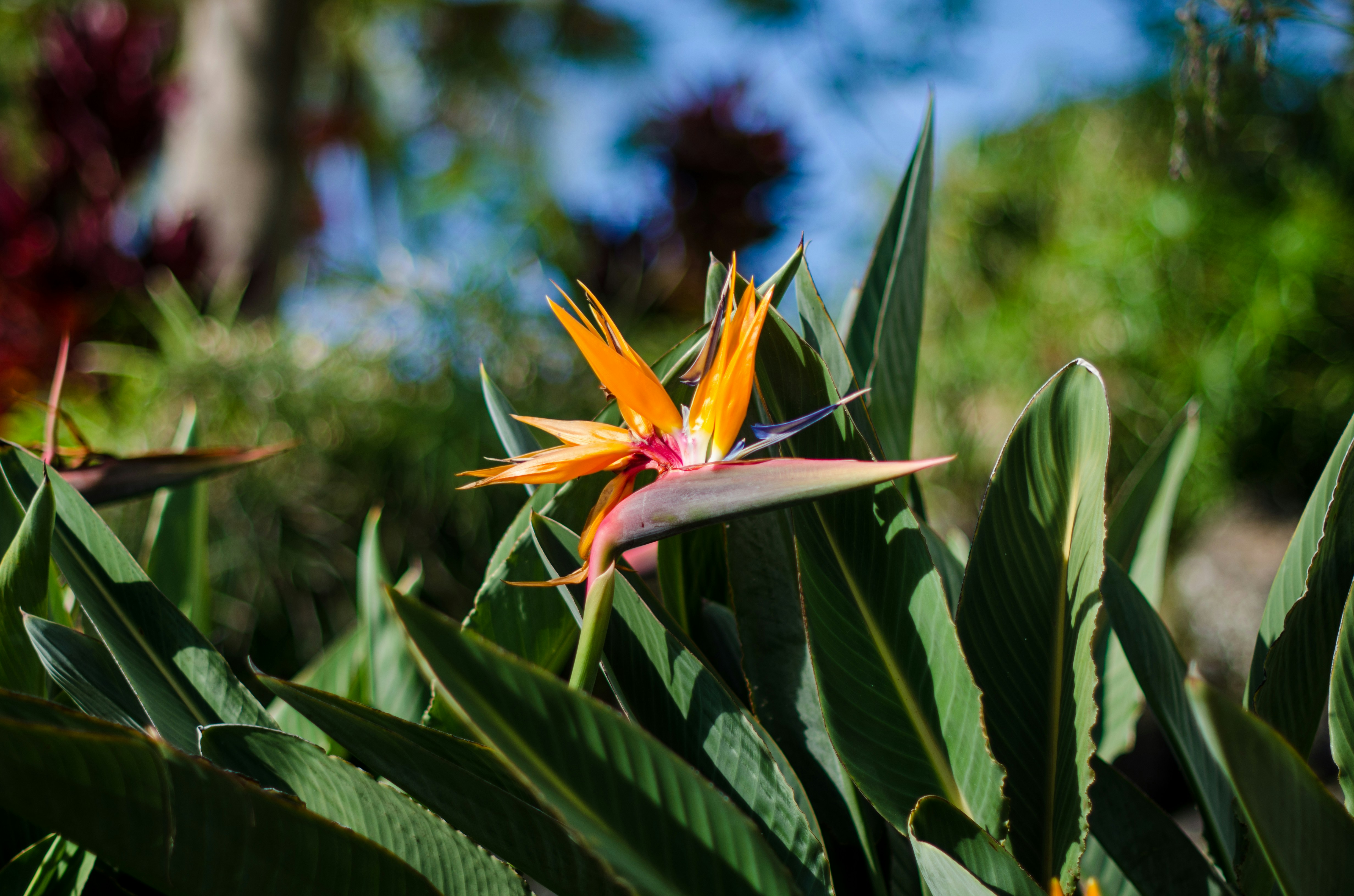 Free Unsplash photo from Jeremy Lwanga