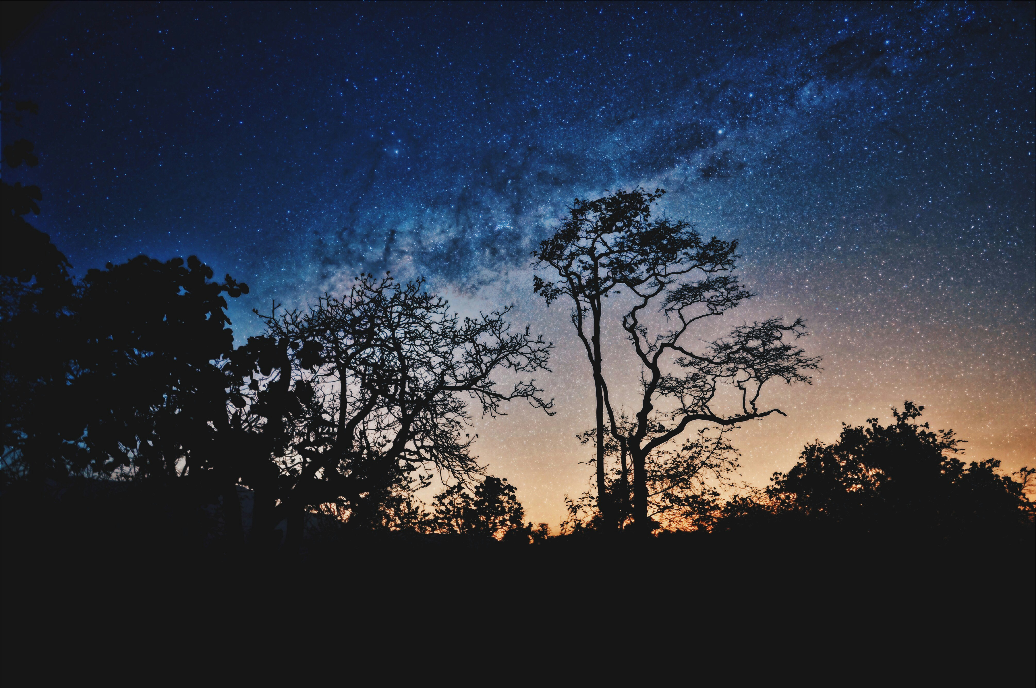 silhouette of trees under blue sky
