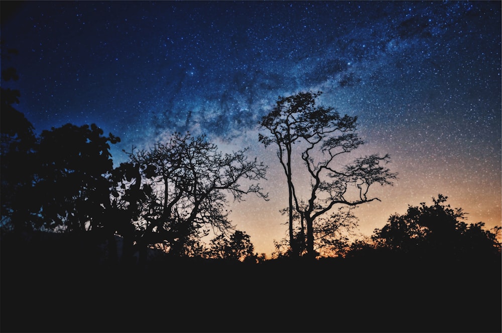 silhouette of trees under blue sky