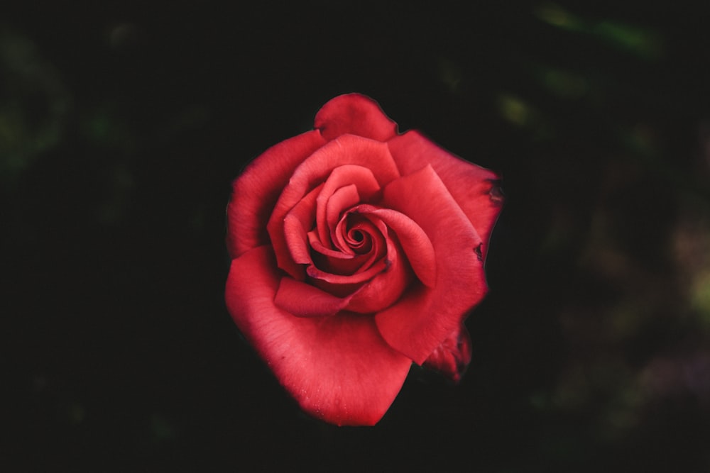 빨간 장미의 선택적 초점 사진