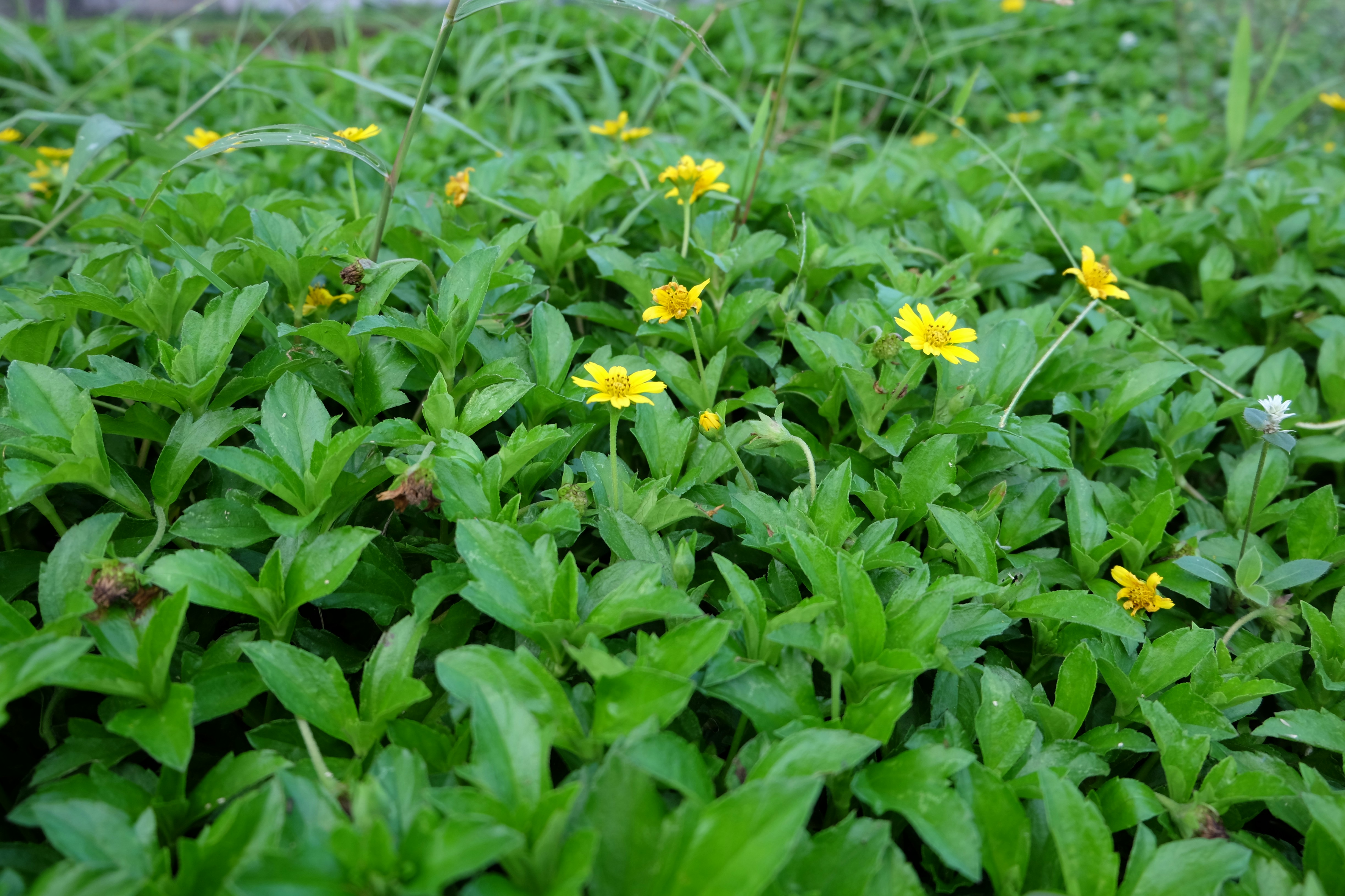 Free Unsplash photo from Dionysius Samuel