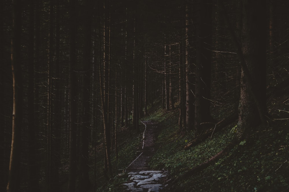 pathway in middle of forest