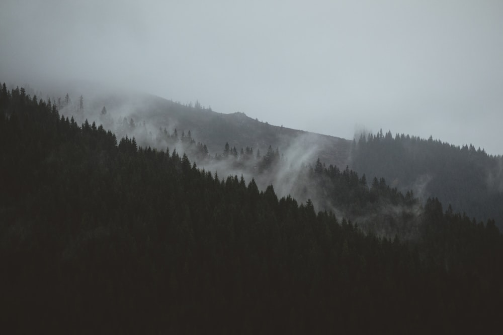 landscape photograph of pine trees