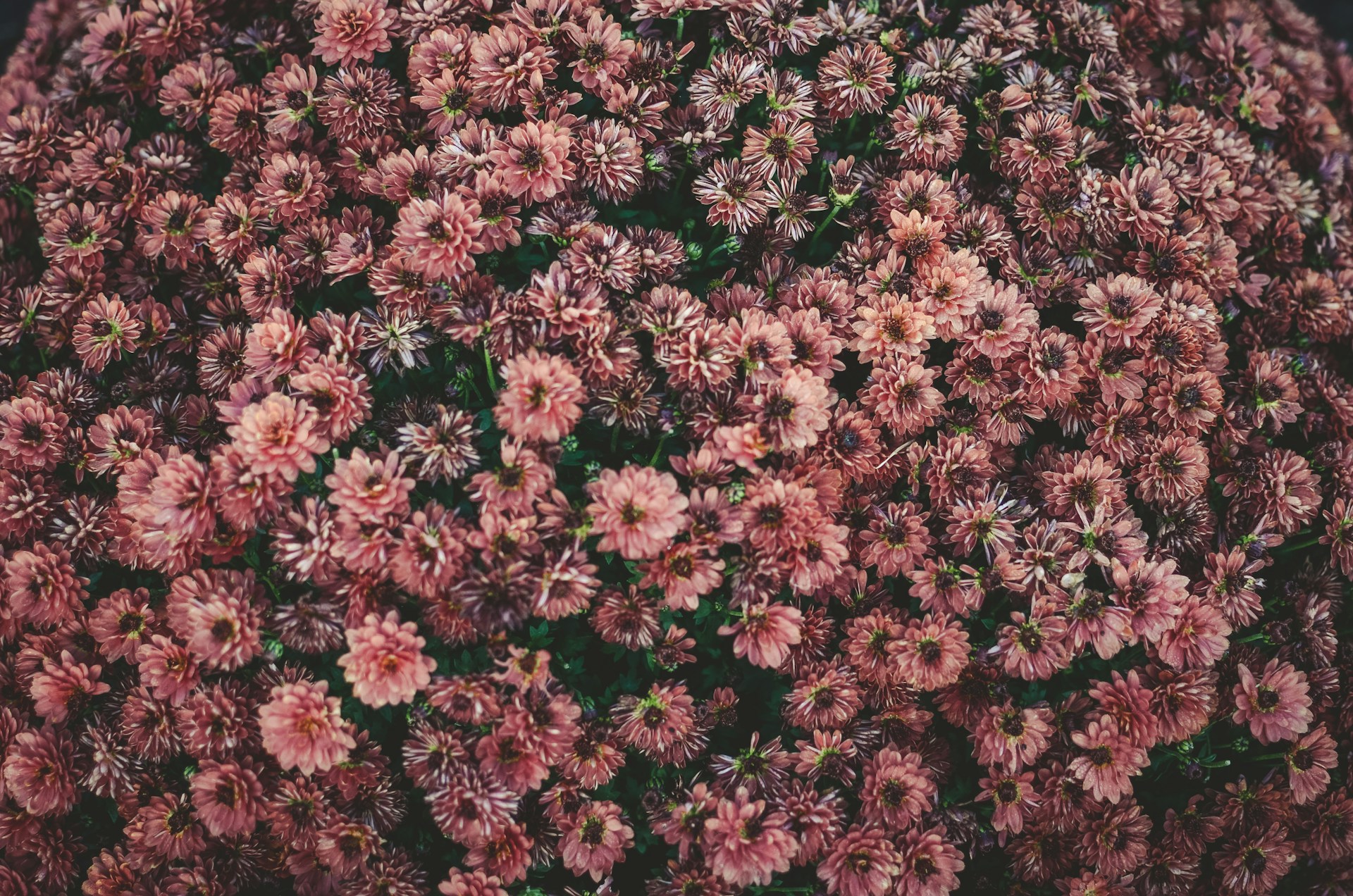 pink flowers