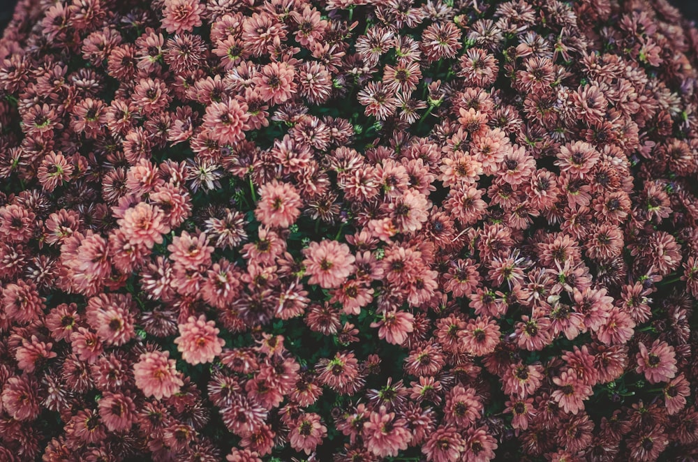 pink flowers