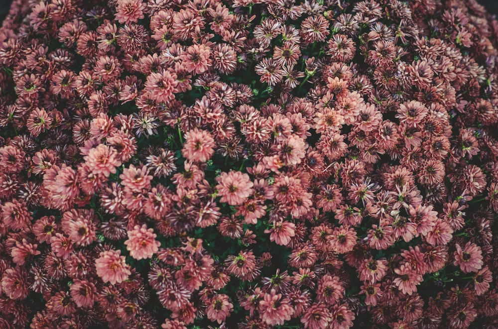 rosa Blüten