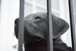 A sculpture of a dog's head made from a dark material is positioned behind vertical metal bars. The close-up angle captures the dog's facial features, including its nose and eye. The background is soft-focused and light.