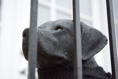 A sculpture of a dog's head made from a dark material is positioned behind vertical metal bars. The close-up angle captures the dog's facial features, including its nose and eye. The background is soft-focused and light.