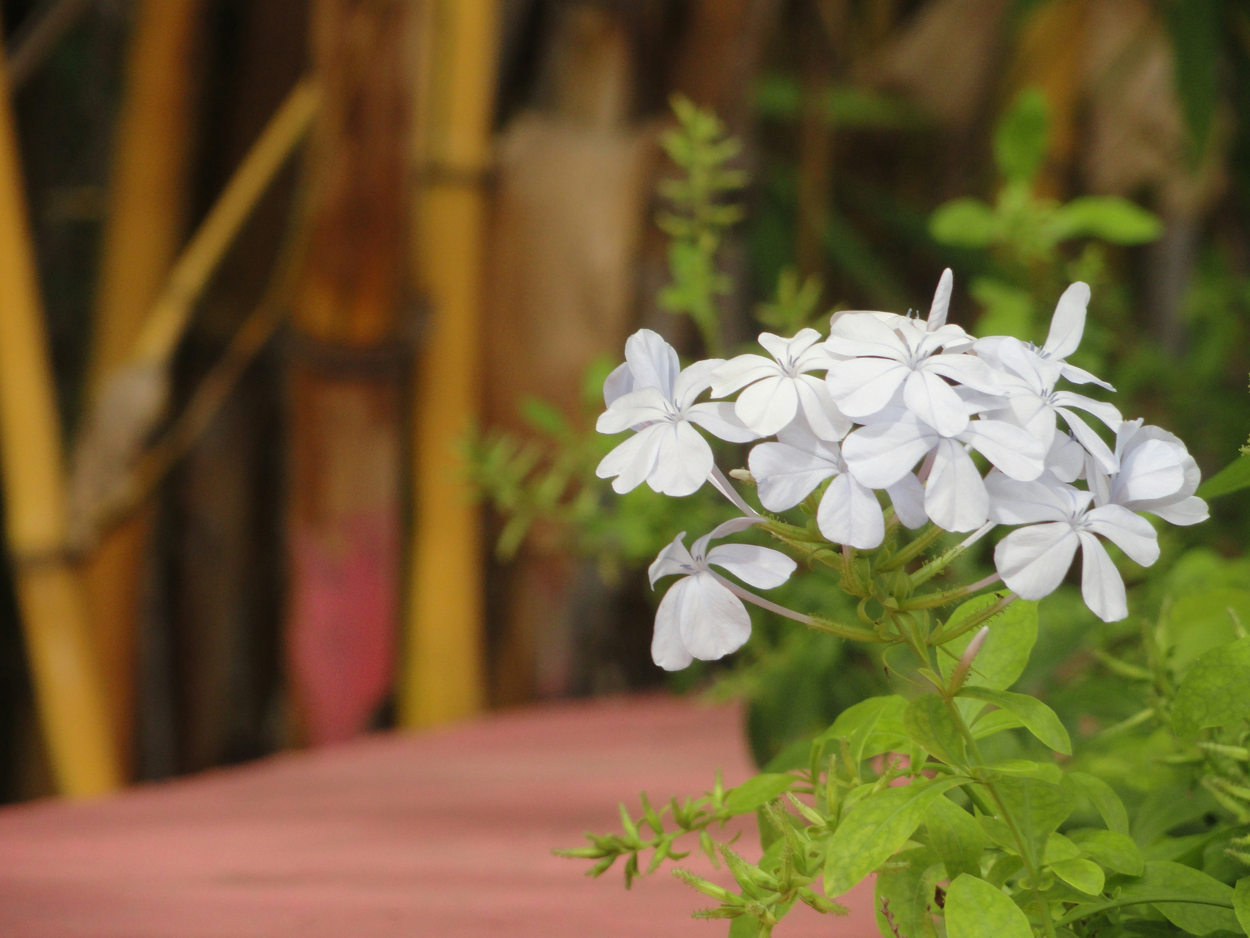 Free Unsplash photo from Chintan Radia