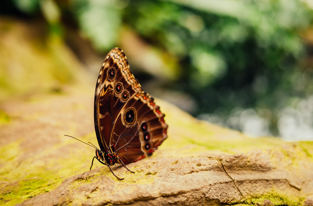 brown butterfly