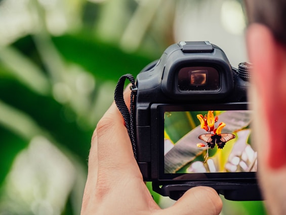 A close-up of a person holding a digital camera, capturing an image of a butterfly perched on a vibrant orange and yellow flower. The background is lush with green foliage, creating a natural environment.