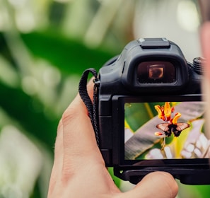 black digital camera capturing yellow flower