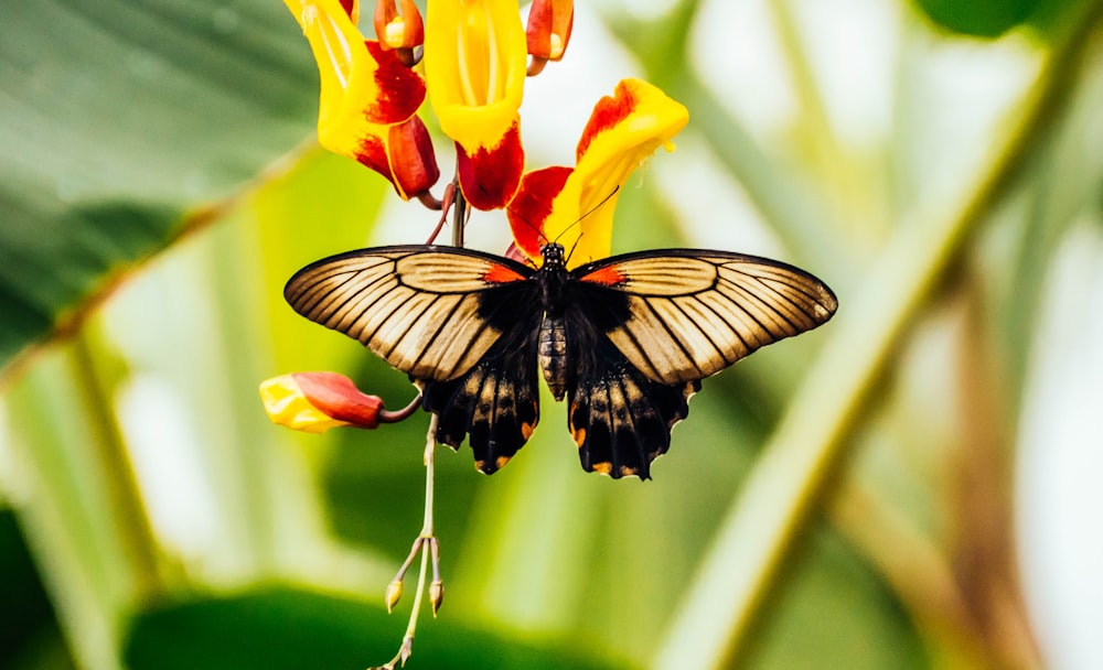 photo en gros plan d’un papillon perché sur une fleur